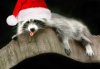 raccoon-santa.jpg