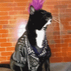 giphy[1].gif