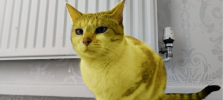 yellowsushi.png