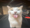 catstickingouttongue.png