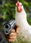 gunchicken.png