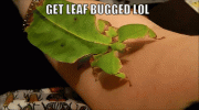 leafbug.gif