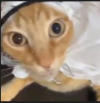 arab  cat.png