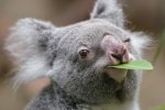 koala-eating-eucalyptus-leaf-01-50a9658ce88742b2ba4b467944093d31.jpg