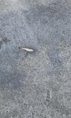 IMG_9116.jpeg
