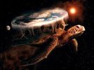 turtle.jpg