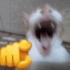 1780683871199.png