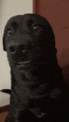 funny-memes.gif