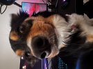 IMG_5360.jpeg