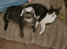 IMG_4732.jpg