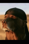 dog.gif