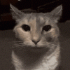cat-destare-despair-cat.gif cat-destare-despair-cat.gif