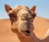 camel fucker.jpg