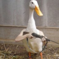 duck w strap