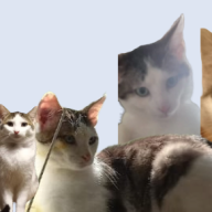 Kittygamzz