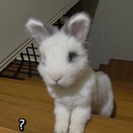 bunnys