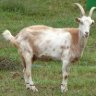 Goat Boy