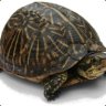 turtleman123