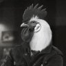 Chickening