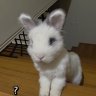 bunnys