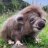 Haggis McTavish