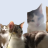 Kittygamzz