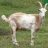Goat Boy